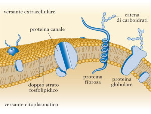 confini membrana